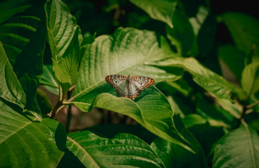 Butterfly resting on sunlit green leaves
